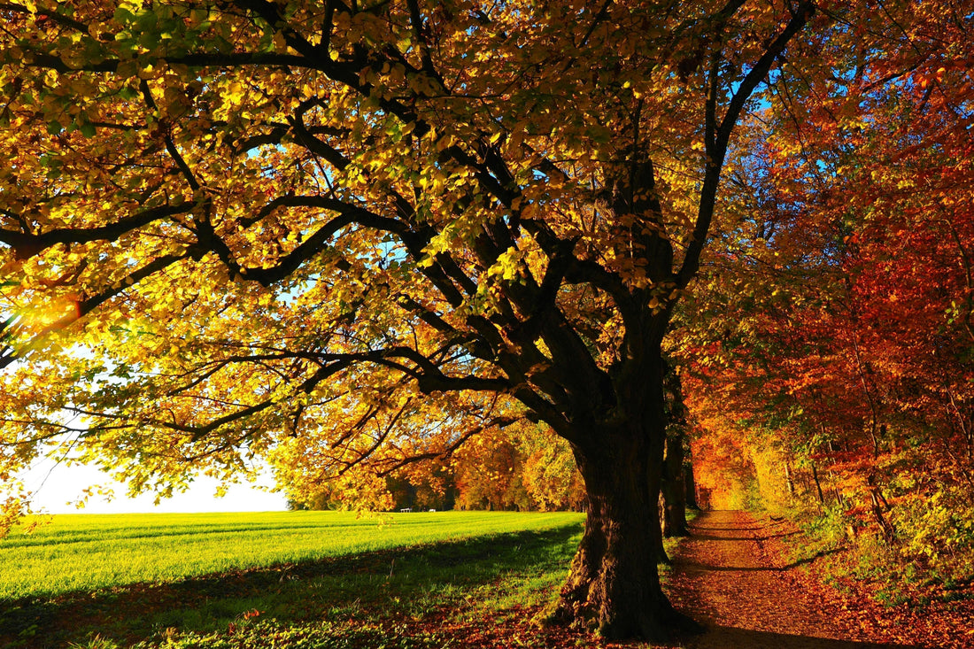Fall Foliage overlooking a green grass field