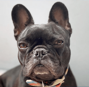 Smathers & Branson Dog Collar - Parsons Stripe