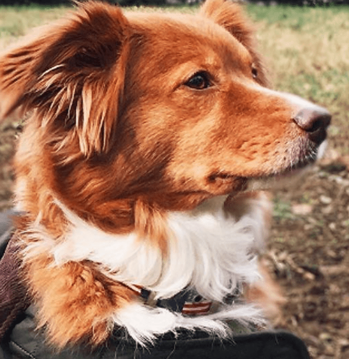 Smathers & Branson Dog Collar - American Flag